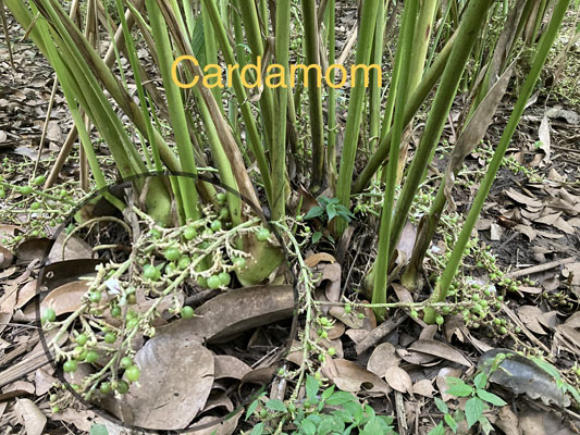 cardamom